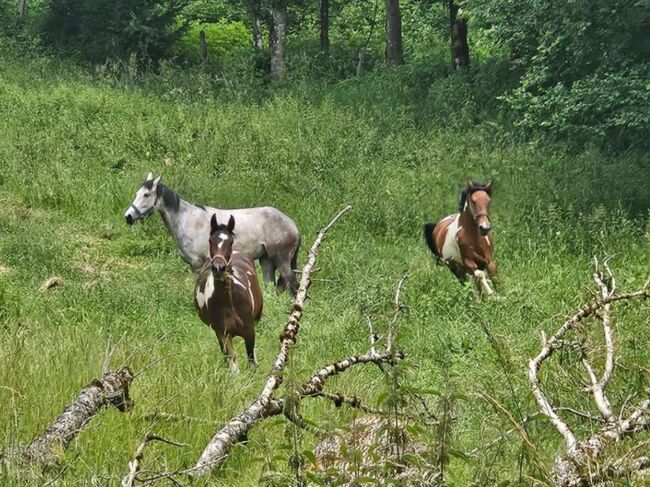 PintoAngloKabardiner, Rike, Horses For Sale, Pürgschachen
