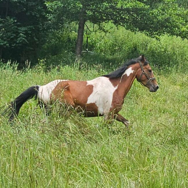 PintoAngloKabardiner, Rike, Horses For Sale, Pürgschachen, Image 8