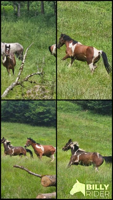 PintoAngloKabardiner, Rike, Horses For Sale, Pürgschachen, Image 10