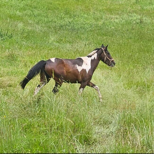 PintoAngloKabardiner, Rike, Horses For Sale, Pürgschachen, Image 2