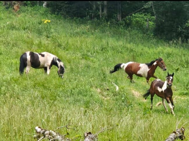 PintoAngloKabardiner, Rike, Horses For Sale, Pürgschachen, Image 5