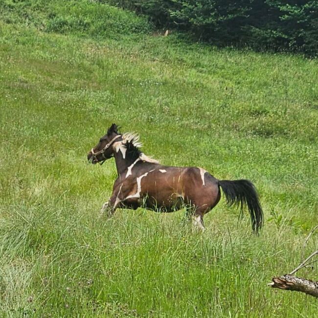 PintoAngloKabardiner, Rike, Horses For Sale, Pürgschachen, Image 6