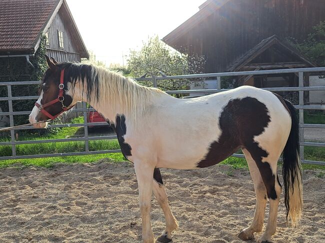 Pintostute, Gerlinde Webersberger , Pferd kaufen, Moosdorf 