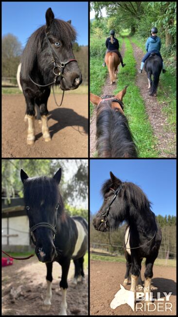 Pipar von der Sickingerhöhe, Klara Herzig, Horses For Sale, Bruchmuehlbach-Miesau, Image 7