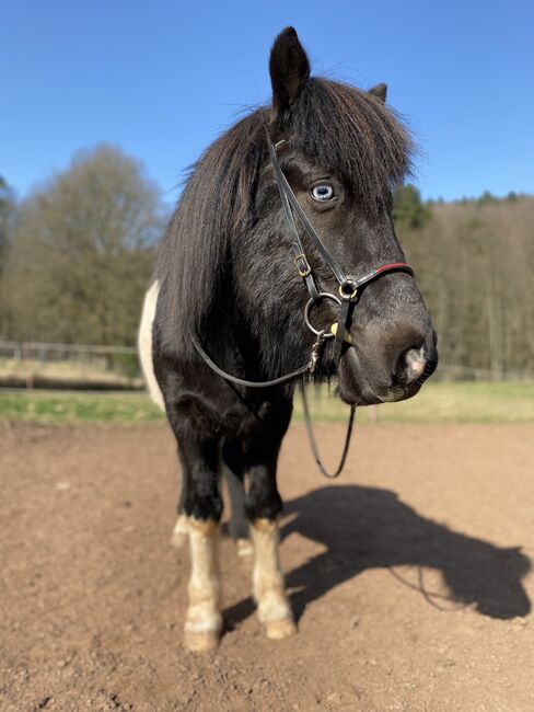 Pipar von der Sickingerhöhe, Klara Herzig, Horses For Sale, Bruchmuehlbach-Miesau