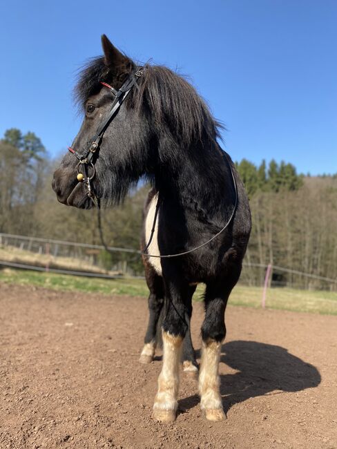 Pipar von der Sickingerhöhe, Klara Herzig, Horses For Sale, Bruchmuehlbach-Miesau, Image 6