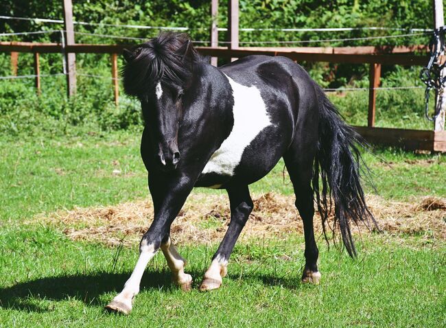 Pipar von der Sickingerhöhe, Klara Herzig, Horses For Sale, Bruchmuehlbach-Miesau, Image 4