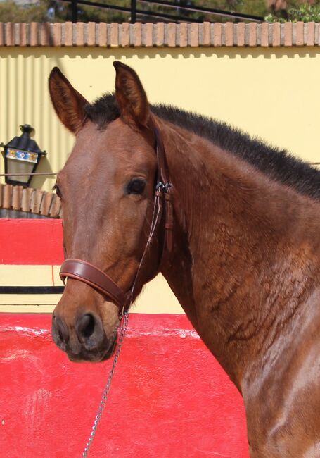 Schwungvolle PRE Stute für Zucht und Freizeitreiten, ISPA - Iberische Sportpferde Agentur (ISPA - Iberische Sportpferde Agentur), Horses For Sale, Bedburg, Image 5