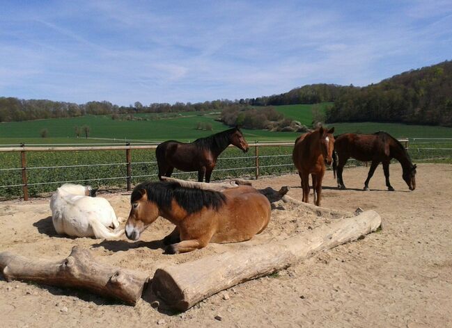 Platz in Bewegungsstall / Offenstall - Nähe Göttingen/Witzenhausen, Swantje Schröter, Horse Stables, Neu-Eichenberg, Image 5