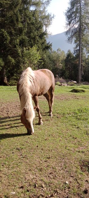 Platz vor Preis, Robert Auer, Horses For Sale, Unterperfuss, Image 2