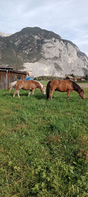 Platz vor Preis, Robert Auer, Horses For Sale, Unterperfuss, Image 4