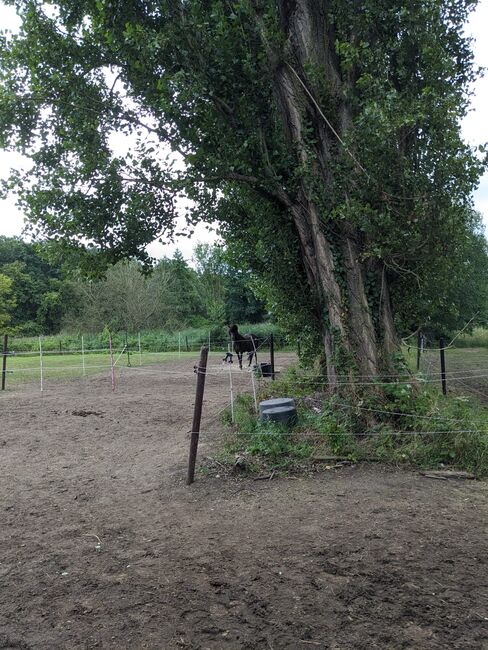 Platz in Offenstall/Laufstall frei (Diät/Hufrehe geeignet) in Eschweiler, M. Lenzen, Horse Stables, Eschweiler, Image 6