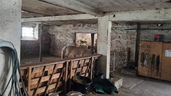 Platz in Offenstall/Laufstall frei (Diät/Hufrehe geeignet) in Eschweiler, M. Lenzen, Horse Stables, Eschweiler, Image 3