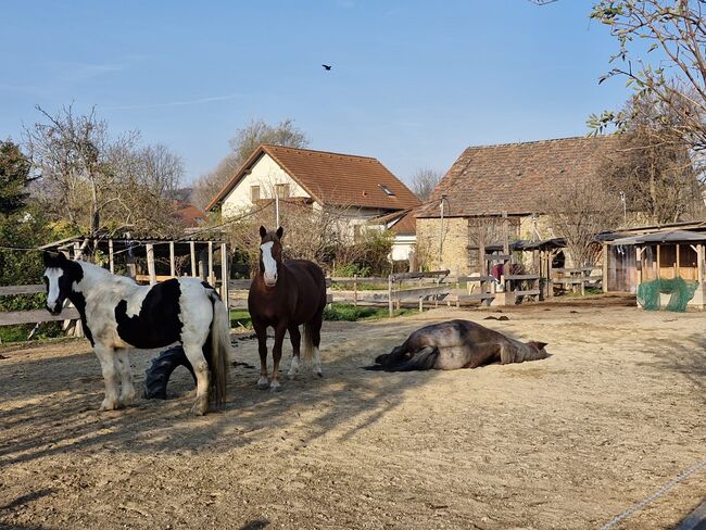 Platz im privaten Offenstall nähe Wien, Nicole , Horse Stables, Klosterneuburg
