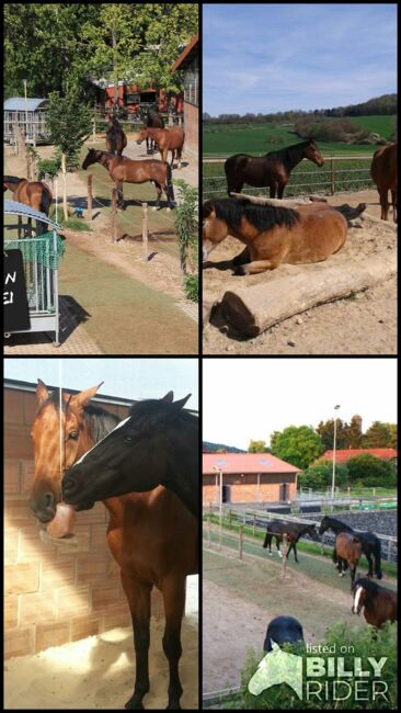 Platz in Bewegungsstall / Offenstall - Nähe Göttingen/Witzenhausen, Swantje Schröter, Horse Stables, Neu-Eichenberg, Image 6