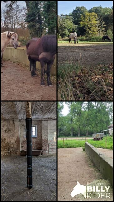 Platz in Offenstall/Laufstall frei (Diät/Hufrehe geeignet) in Eschweiler, M. Lenzen, Stallplätze, Eschweiler, Abbildung 10