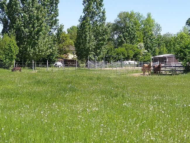 Platz im Offenstall, Petra Schaffner , Stallplätze, Mintraching 