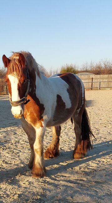 Verspielter Tinker Wallach Robbie, Denise, Horses For Sale, Aderklaa