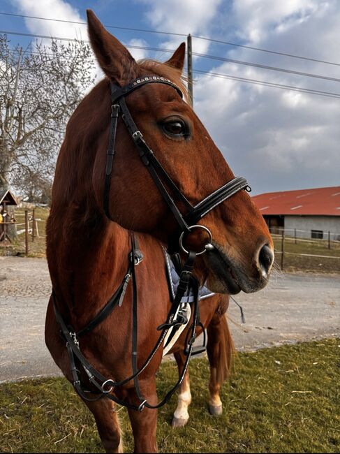 Pflege- oder Reitbeteiligung, Celina, Horse Sharing, Beesenlaublingen, Image 2