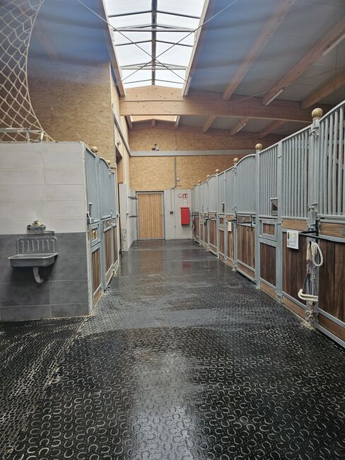 🐴 Pflege-/Reitbeteiligung für zwei Tinker-Wallache in 2143 Althöflein 🐴, Tamara, Horse Sharing, Harrersdorf, Image 4