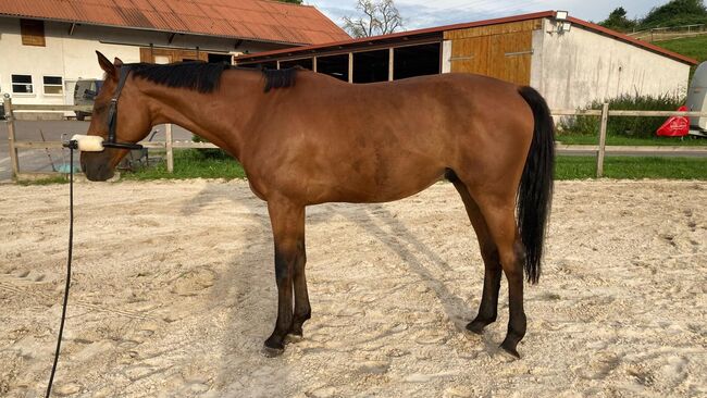 Pflegebeteiligung (Pferd sucht Mensch), Sarah K., Horse Sharing, Kassel, Image 2