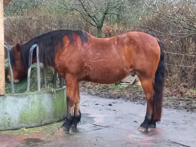 Pflegebeteiligung/ Reitbeteiligung ( Pferd sucht), Martina, Horse Sharing, Breklum , Image 2