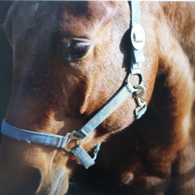 Suche Pflegebeteiligung (kostenlos), Regine Schürz, Horse Sharing, Edt bei Lambach