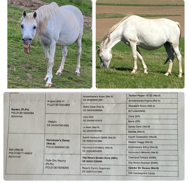 -PLPO-Welsh Pony-Mix-Zucht-Stute-2010- mit Hengstfohlen bei Fuss, Pinayvana, Horses For Sale, Vierherrenborn, Image 3
