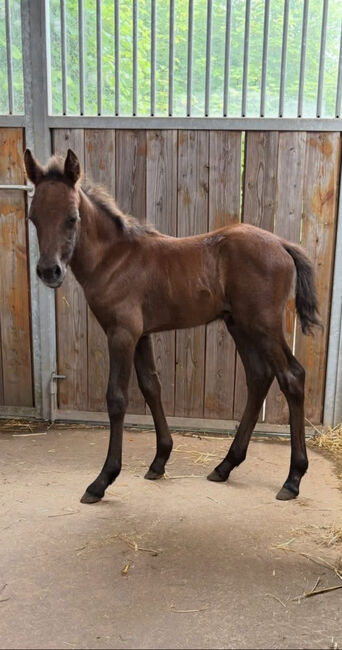 -PLPO-Welsh Pony-Mix-Zucht-Stute-2010- mit Hengstfohlen bei Fuss, Pinayvana, Horses For Sale, Vierherrenborn, Image 4