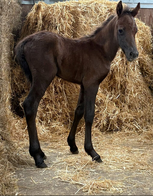 -PLPO-Welsh Pony-Mix-Zucht-Stute-2010- mit Hengstfohlen bei Fuss, Pinayvana, Horses For Sale, Vierherrenborn, Image 5
