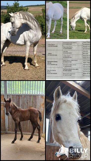 -PLPO-Welsh Pony-Mix-Zucht-Stute-2010- mit Hengstfohlen bei Fuss, Pinayvana, Horses For Sale, Vierherrenborn, Image 7