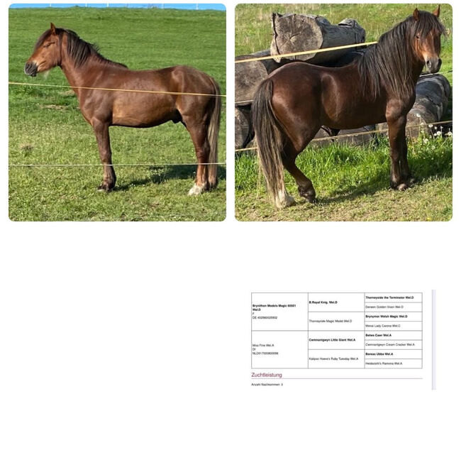 -PLPO-Welsh Pony-Mix-Zucht-Stute-2010- mit Hengstfohlen bei Fuss, Pinayvana, Horses For Sale, Vierherrenborn, Image 6