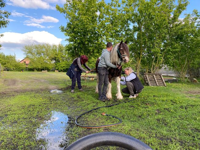 Anfänger pferd kinderpony lehrpferd, Yvonne , Konie na sprzedaż, Grimma, Image 8