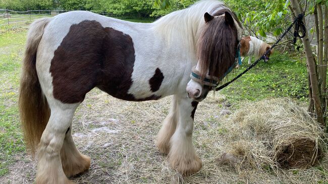 Anfänger pferd kinderpony lehrpferd, Yvonne , Konie na sprzedaż, Grimma, Image 9