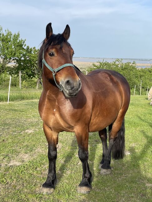 Pflege- & Reitbeteiligung polnisches Kaltblut, Yasmine , Horse Sharing, Rust, Image 3