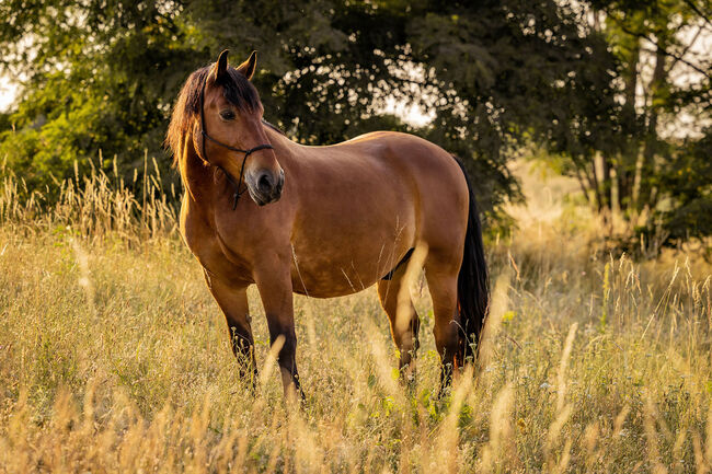 Pflege- & Reitbeteiligung polnisches Kaltblut, Yasmine , Horse Sharing, Rust