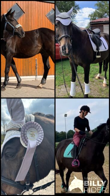 Polnisches Edel  Warmblut, Jennifer Fröhlich , Horses For Sale, Dülmen, Image 5