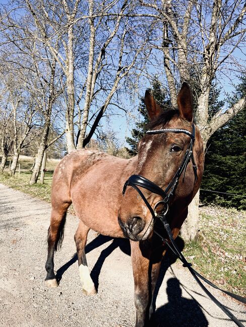 Polnisches Warmblut, Pascal, Horses For Sale, Albstadt