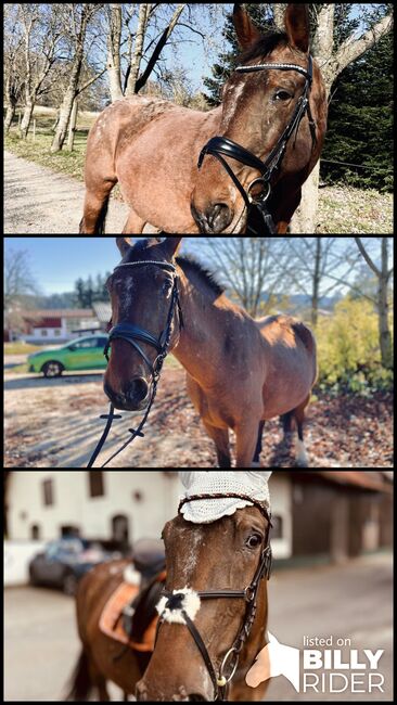 Polnisches Warmblut, Pascal, Horses For Sale, Albstadt, Image 4