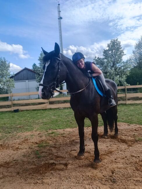 Polnische Warmblut Stute, Roxana Rockstroh , Horses For Sale, Wasungen OT Öpfershausen