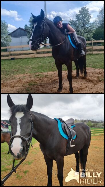 Polnische Warmblut Stute, Roxana Rockstroh , Horses For Sale, Wasungen OT Öpfershausen, Image 3