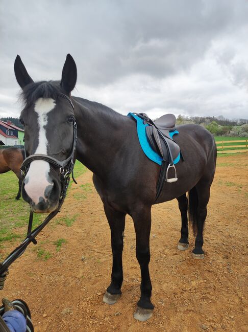 Polnische Warmblut Stute, Roxana Rockstroh , Horses For Sale, Wasungen OT Öpfershausen, Image 2