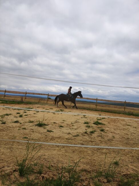 Polnische Warmblut Stute, Roxana Rockstroh , Horses For Sale, Wasungen OT Öpfershausen, Image 3