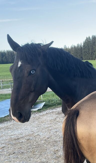 Polnisches Halbblut, Magdalena Heim , Pferd kaufen, Immenstadt