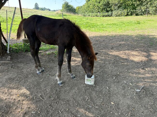 Polnisches Kaltblutfohlen  veredelt mit Appaloosa, Angelika Fischer , Pferd kaufen, Nimritz , Abbildung 3