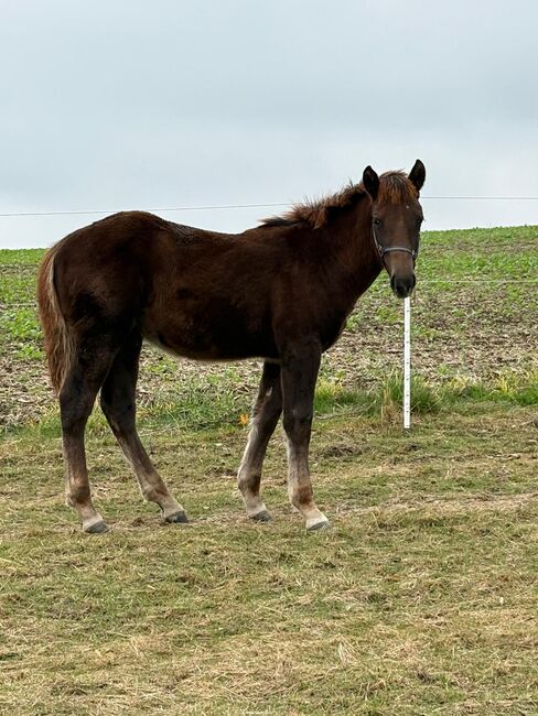Polnisches Kaltblutfohlen  veredelt mit Appaloosa, Angelika Fischer , Pferd kaufen, Nimritz 