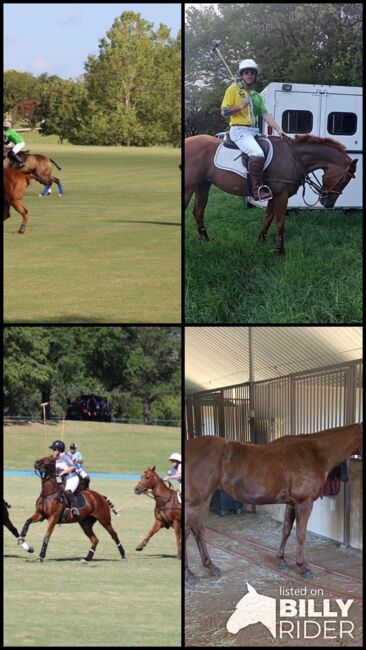 Polo Pony Mare, Carolyn Thow, Pferd kaufen, Alvarado, Abbildung 5