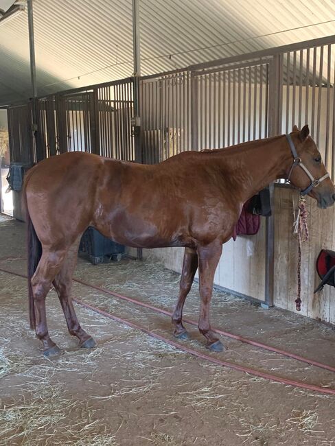 Polo Pony Mare, Carolyn Thow, Pferd kaufen, Alvarado, Abbildung 4