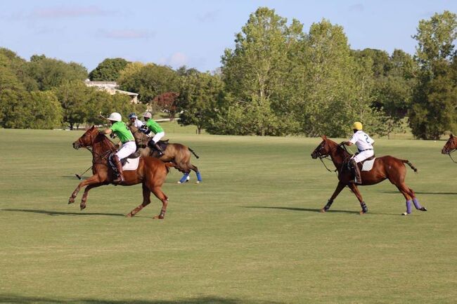 Polo Pony Mare, Carolyn Thow, Pferd kaufen, Alvarado