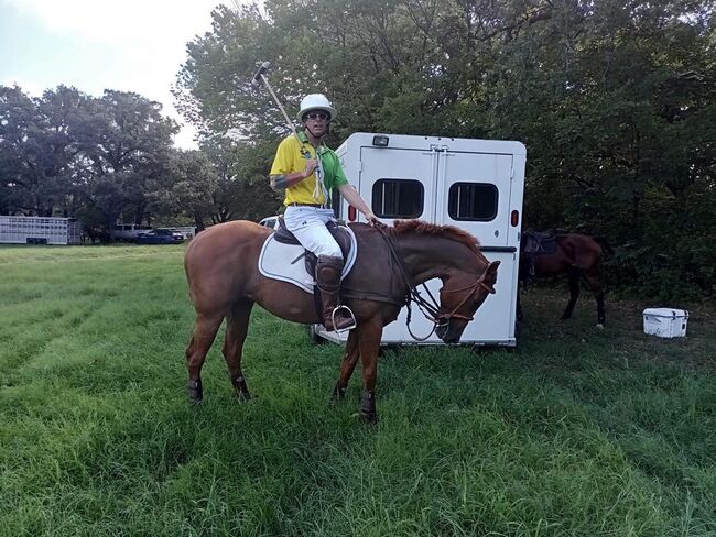 Polo Pony Mare, Carolyn Thow, Pferd kaufen, Alvarado, Abbildung 3